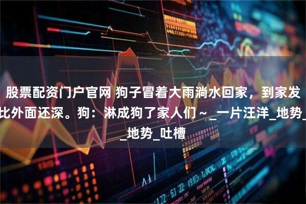 股票配资门户官网 狗子冒着大雨淌水回家，到家发现水比外面还深。狗：淋成狗了家人们～_一片汪洋_地势_吐槽